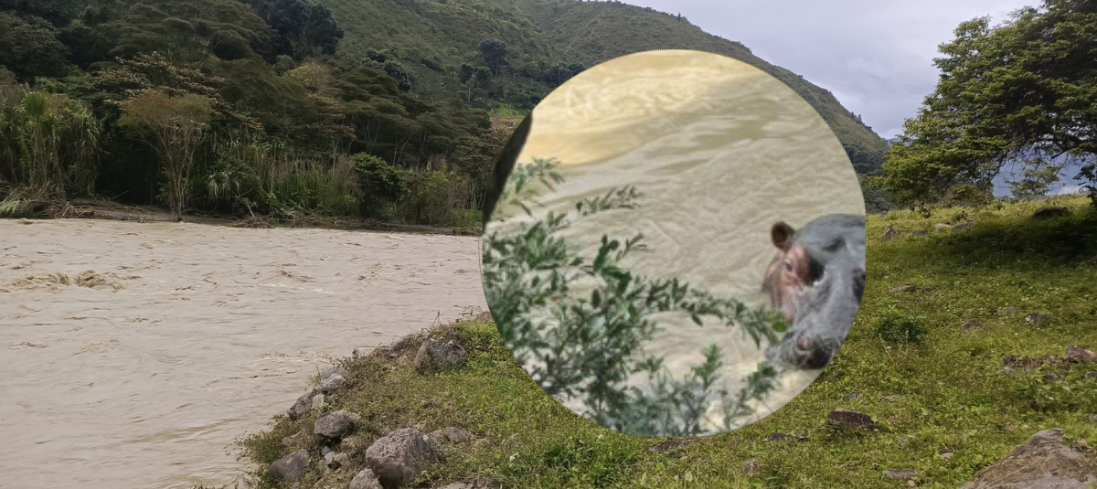 Hipopótamos en el río Cauca, ¿es real?