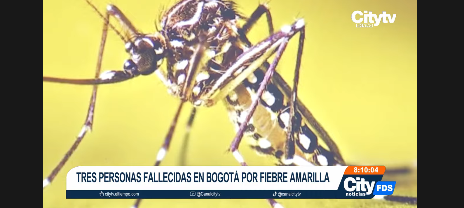 Tres muertes encendieron las alarmas sanitarias en Bogotá. Las víctimas, personas residentes en la capital, fallecieron por fiebre amarilla luego de viajar a zonas tropicales sin estar vacunadas. La Secretaría de Salud se pronunció al respecto.   #citytv #noticiasbogotá #fiebreamarilla SUSCRÍBETE: https://bit.ly/CitytvYT Síguenos en nuestras redes sociales: Twitter: https://twitter.com/Citytv Facebook: https://www.facebook.com/citytv.com.co Instagram: https://www.instagram.com/canalcitytv CityTv CityTv es una casa productora de contenidos multiformato líder en noticias y entretenimiento de Bogotá y Colombia. Tras 26 años de labor periodística ininterrumpida, se renueva sin perder la esencia ni la cercanía con su audiencia para presentarles información de interés y calidad manteniendo el principio de trabajar con la gente y para la gente. Encuentra aquí lo mejor de su sistema informativo: CityNoticias de las 8, CityNoticias del Mediodía, CityNoticias Fin de Semana y Arriba Bogotá.     Para mayor información ingresa a: http://www.citytv.com.co Otros Canales El Tiempo: https://www.youtube.com/c/ElTiempo Bravissimo Citytv: https://www.youtube.com/c/BRAVISSIMOCITYTV Portafolio: https://www.youtube.com/user/PortafolioCO Futbolred: https://www.youtube.com/c/FutbolRedCO https://www.youtube.com/c/citytvbogota