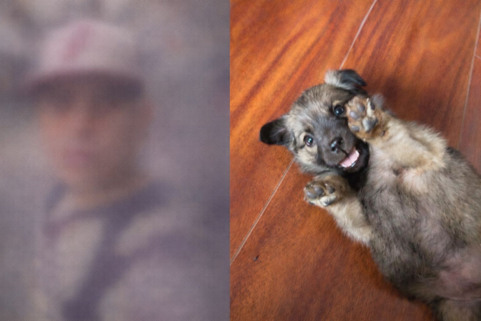 Una de las perritas se encontraba en estado crítico y apenas podía moverse.