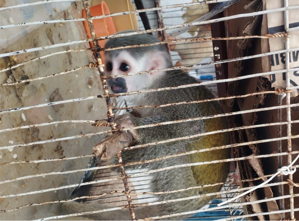 Animales rescatados en Bogotá