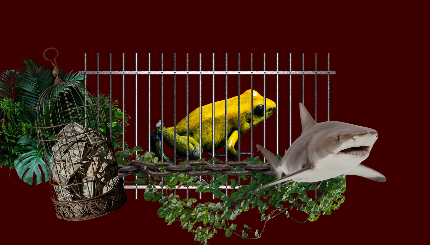 Collage tráfico de fauna / tráfico de animales / crimen organizado