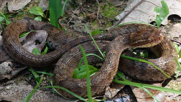 Serpientes de las islas de Baengnyeong y de Jeju, especies endémicas de Corea del Sur.