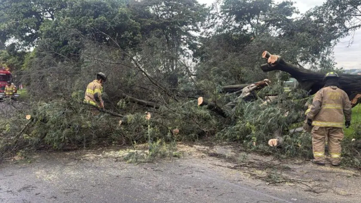 Árbol cae sobre taxi en Bogotá