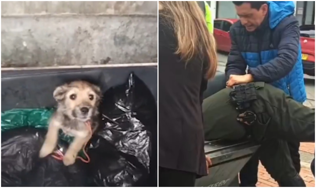 La perrita rescatada de un contenedor de basura en Tunja, Boyacá