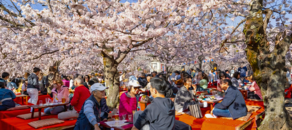 Festival de los Cerezos
