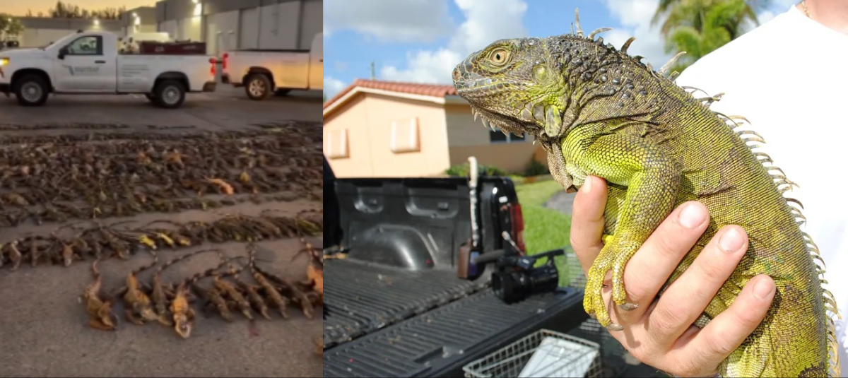 Iguana