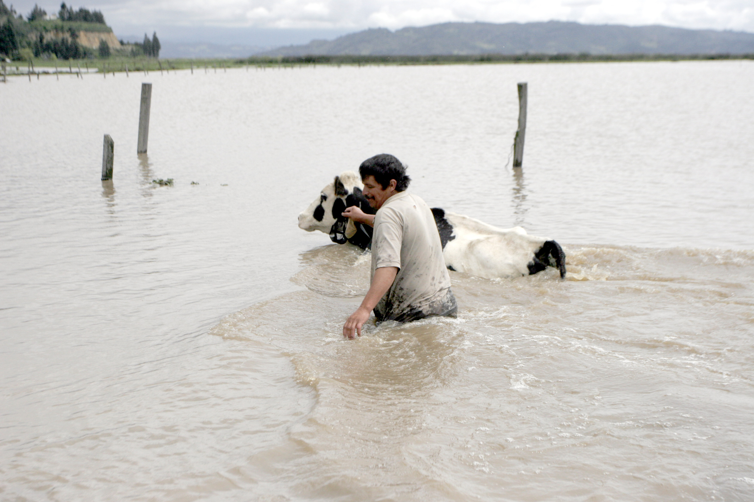 Inundaciones en Córdoba han afectado a los ganaderos. El pasto yace bajo el agua.