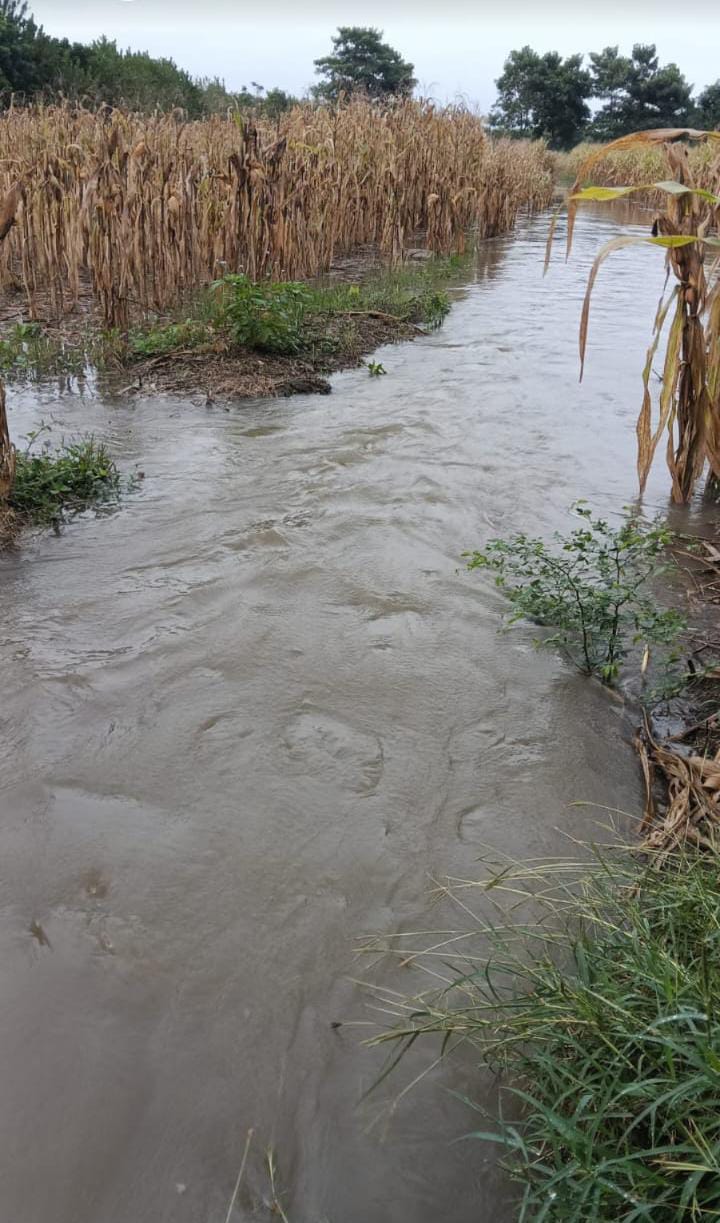 Muchas cosechas se han perdido ante el asedio de las lluvias