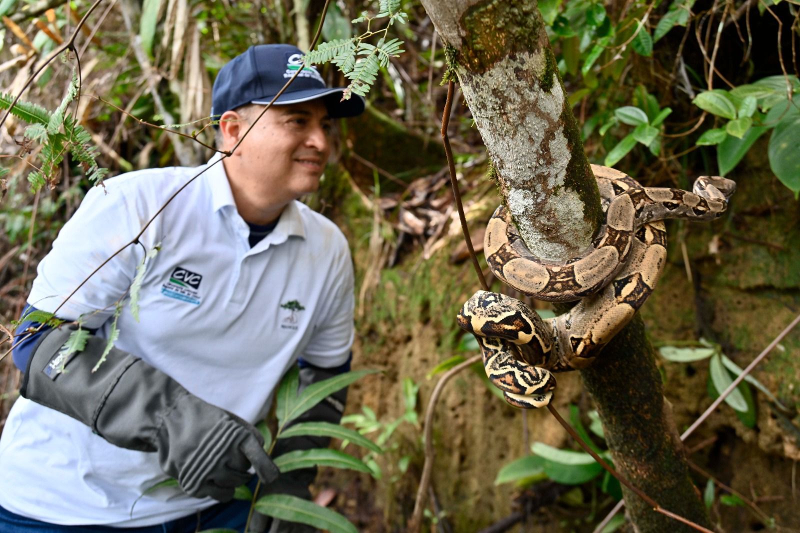 Valle del Cauca