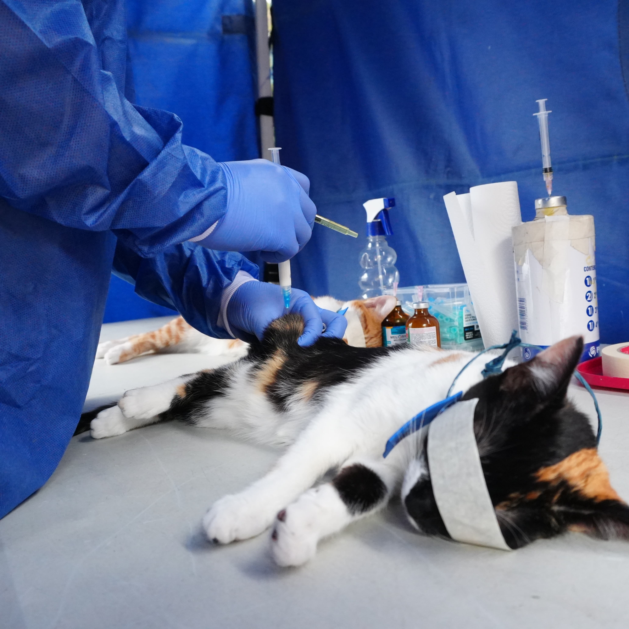 El programa “Corta a tiempo; Esteriliza” está dirigido a hogares de estratos 1, 2 y 3 y animales en condición de calle.