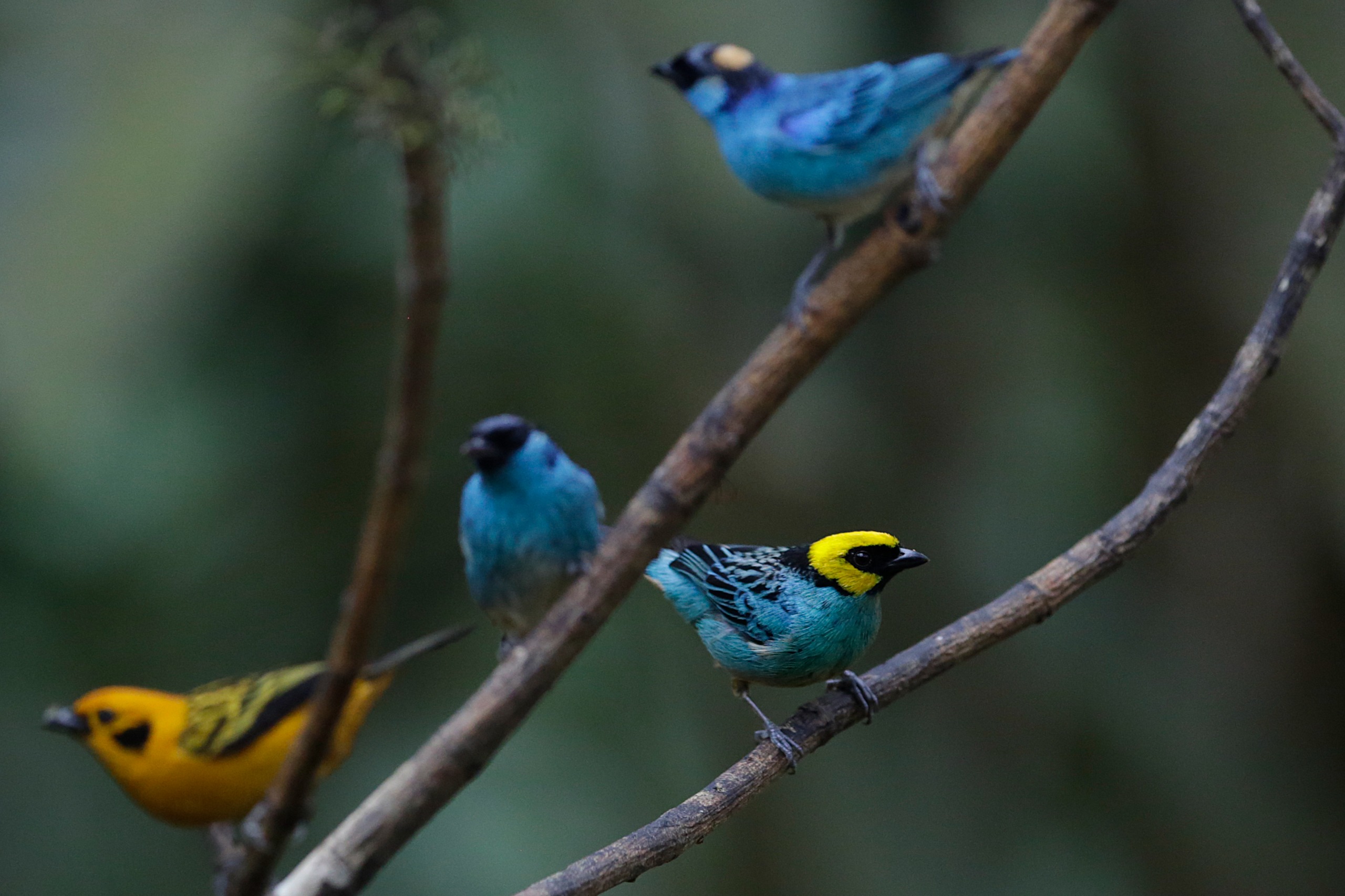 Cali disfrutó mirando al cielo por Colombia BirdFair 2026.