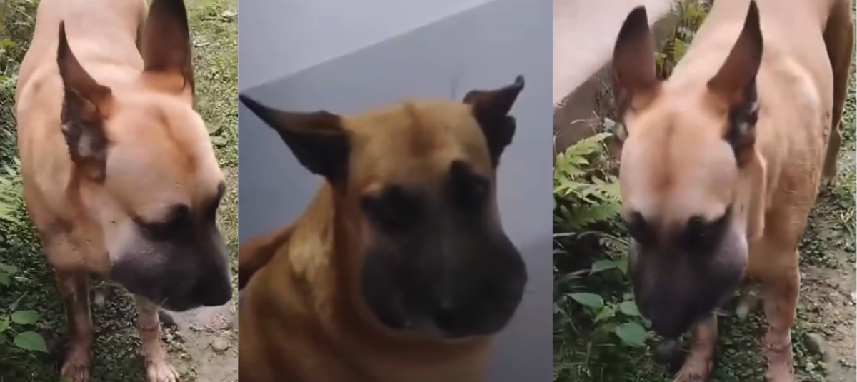 Perrito picado por serpiente en ibagué