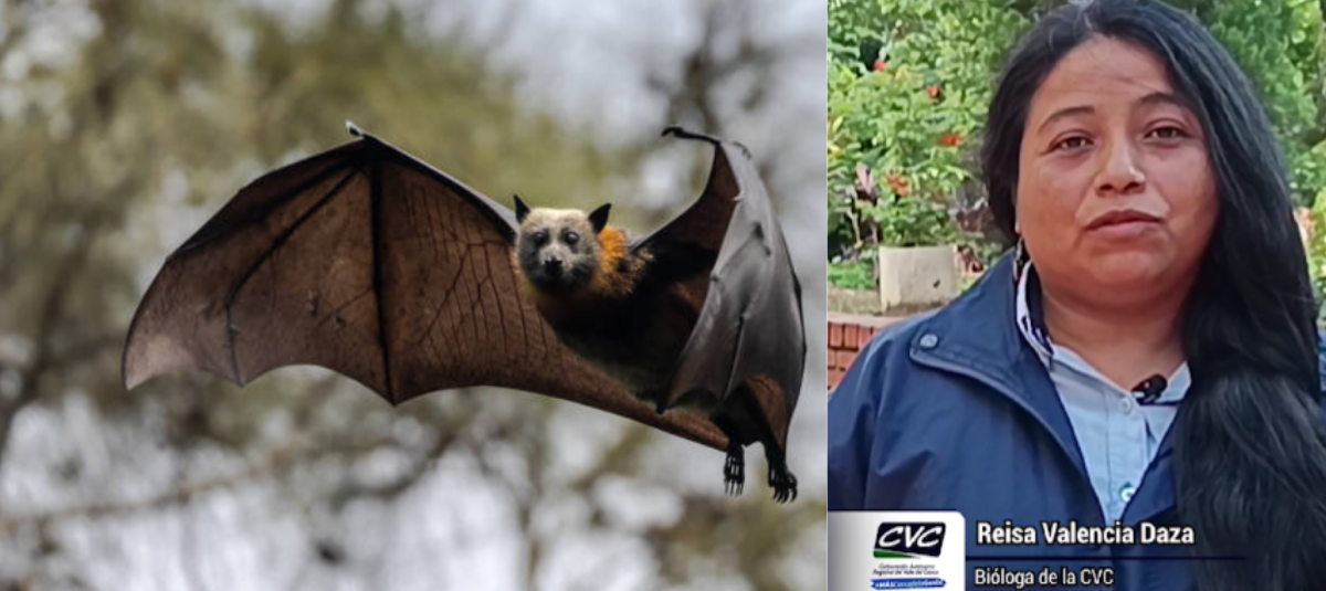 Autoridades del Valle llaman a no estigmatizar a los murciélagos por riesgo de rabia