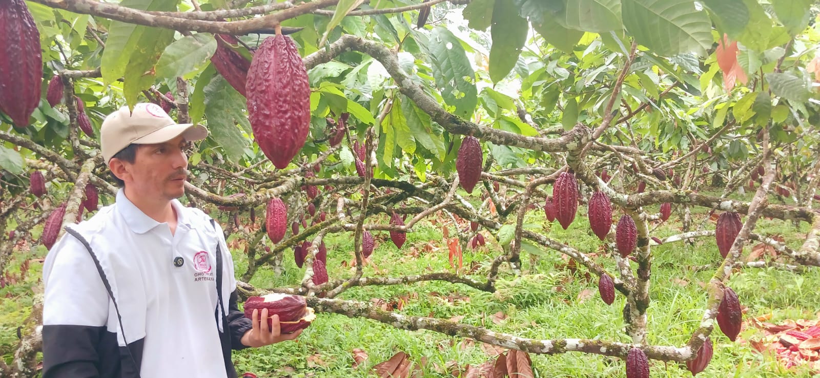 David Molina, dedicado a la siembra de cacao y aceite de palma, donde antes hubo coca.