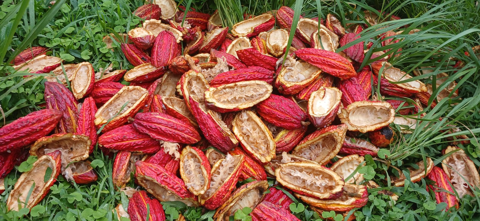 Cacao en una parcelación de Tumaco.