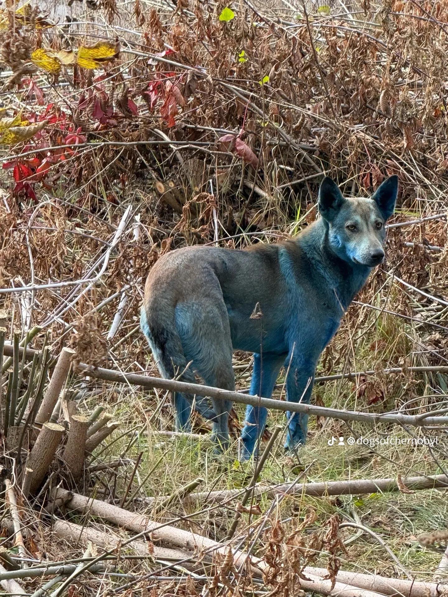 Perros azules de Chernobyl