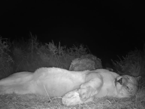 Fotógrafo deja su cámara encendida en medio de la Patagonia