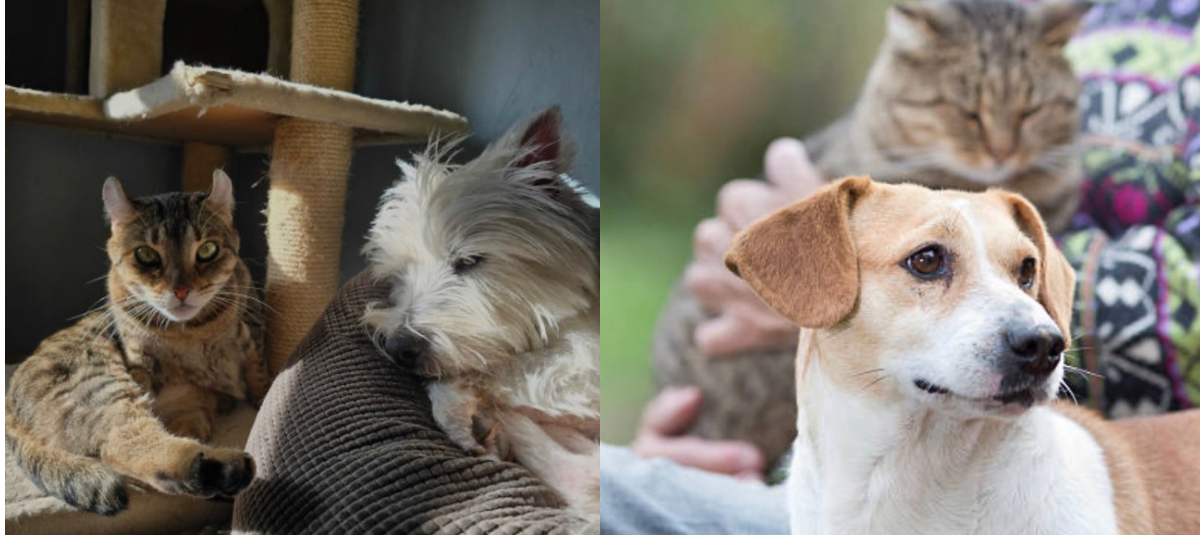 el 49 % convive con perros y el 38 % con gatos, mientras que algunos hogares comparten ambas especies.