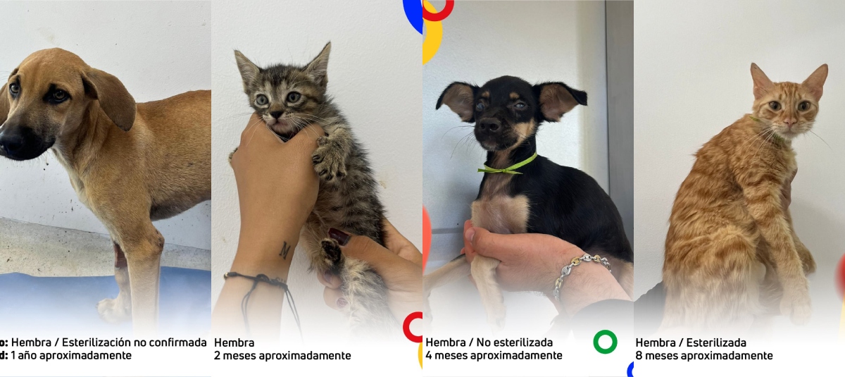 Mascotas rescatadas de Córdoba buscan hogar