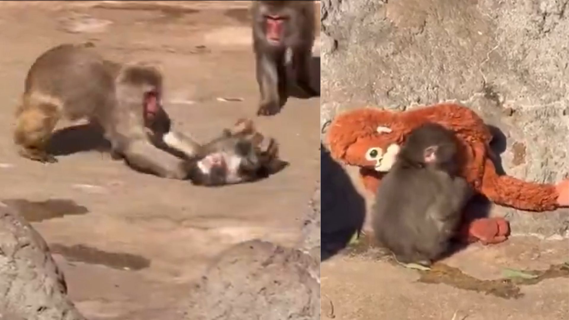 Punch, el mono que fue rechazado por su manada nuevamente es atacado.