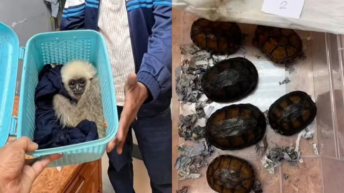 Detienen a hombre por intentar transportar animales salvajes vivos en equipaje