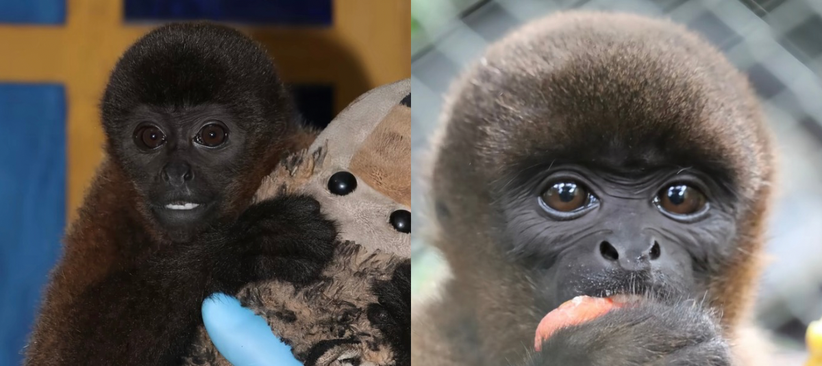 La historia enfatiza que el abrazo al objeto sustituye la presencia materna.