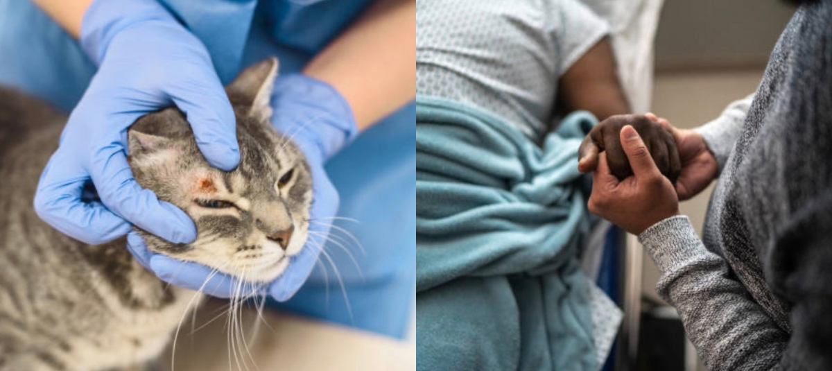 el caso encendió las alertas sanitarias debido a la capacidad de esta especie