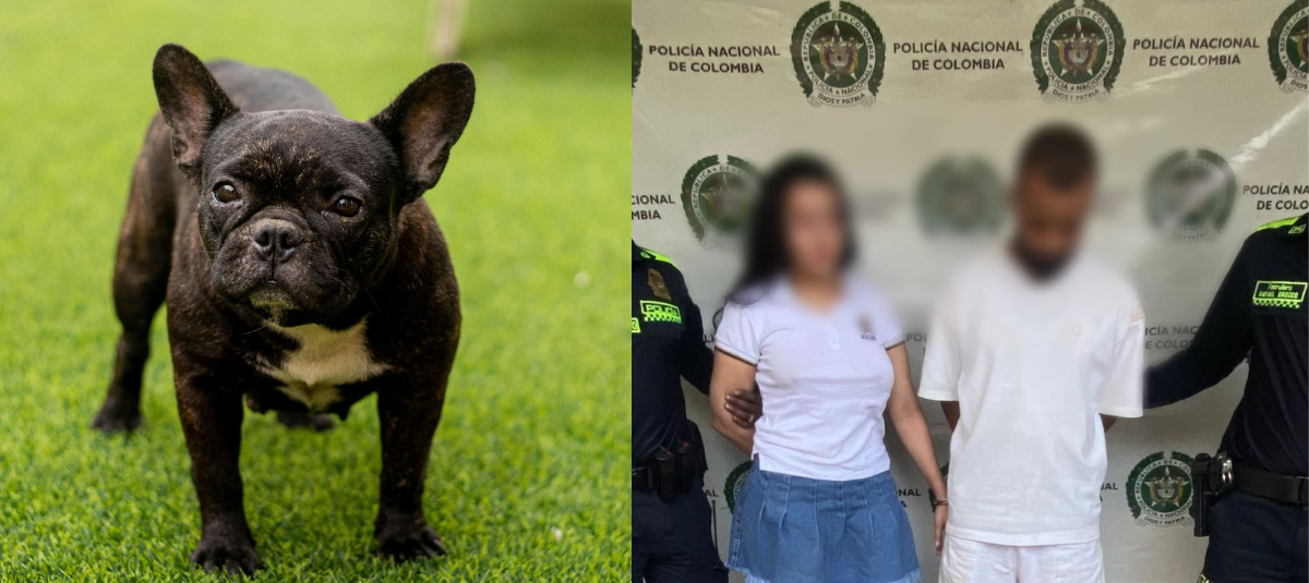 perrita maltratada medellín