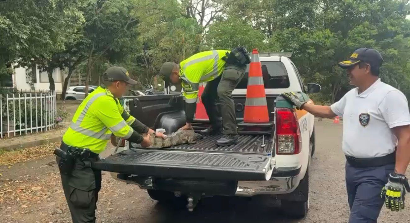 Una de las dos babillas incautadas.