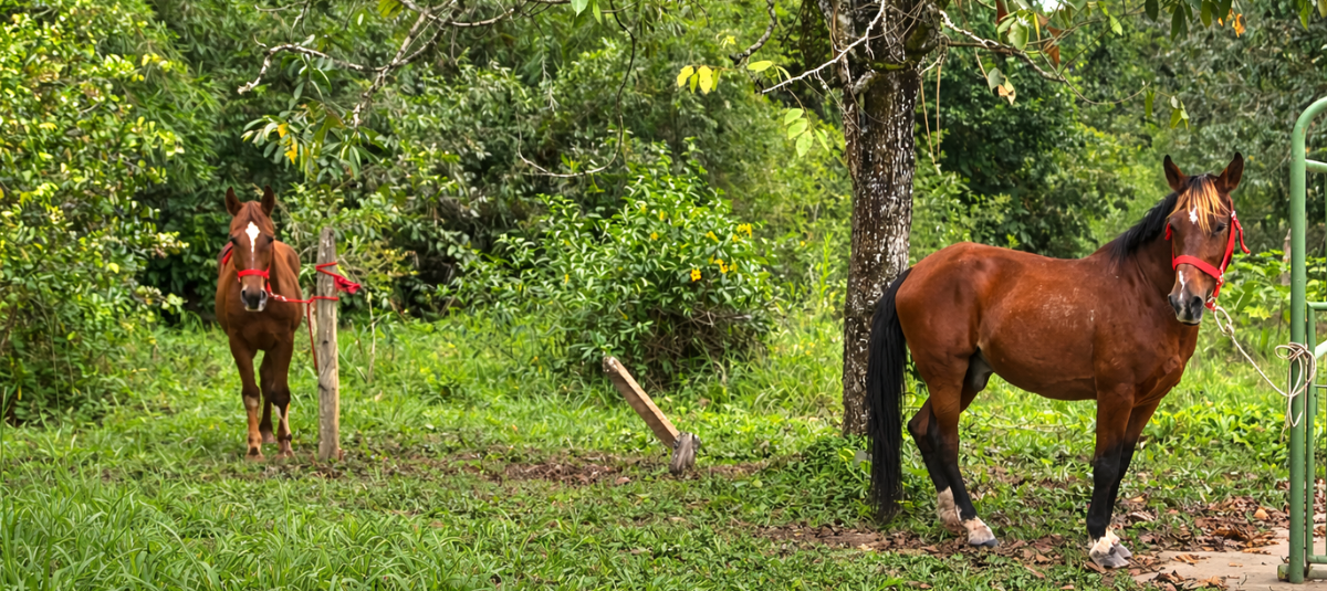 Caballos Cartagena