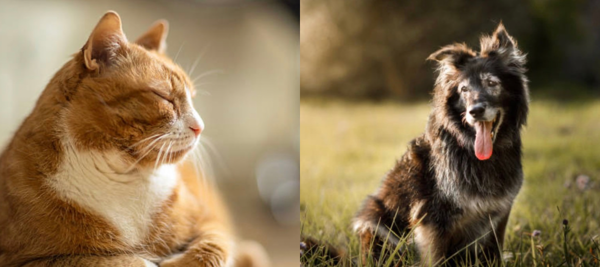 El bienestar en la etapa senior depende de una transición adecuada en la alimentación