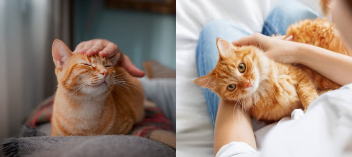 Cada uno puede reaccionar de manera diferente ante la falta de compañía.