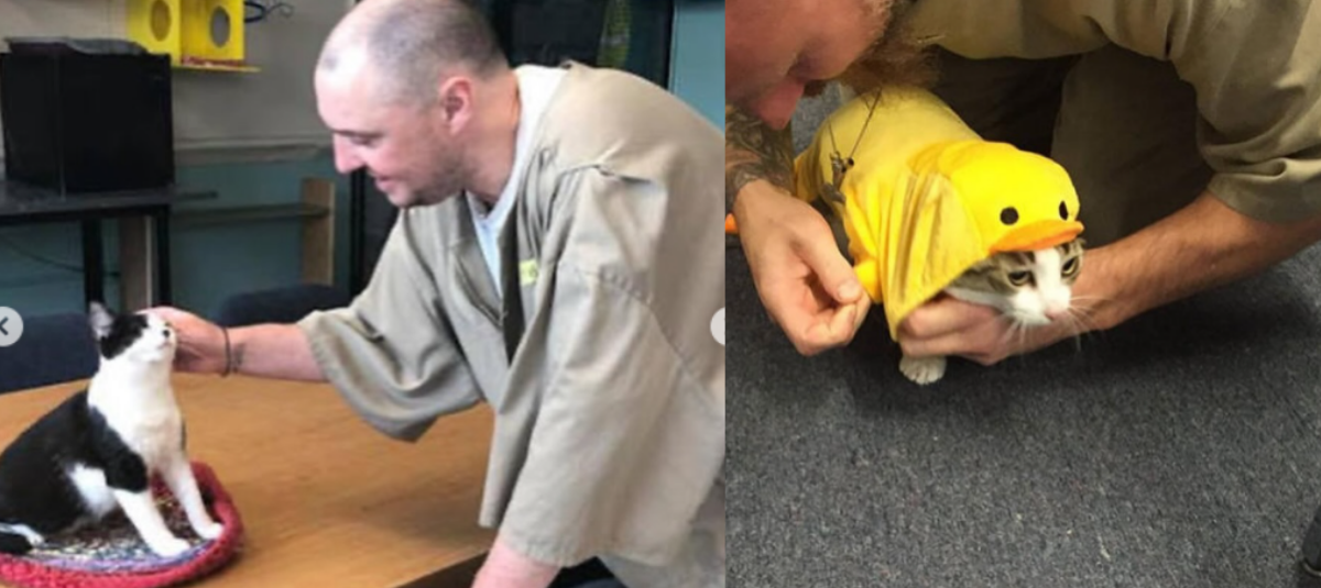 Más de 20 gatos rescatados encuentran un hogar en la cárcel de Indiana