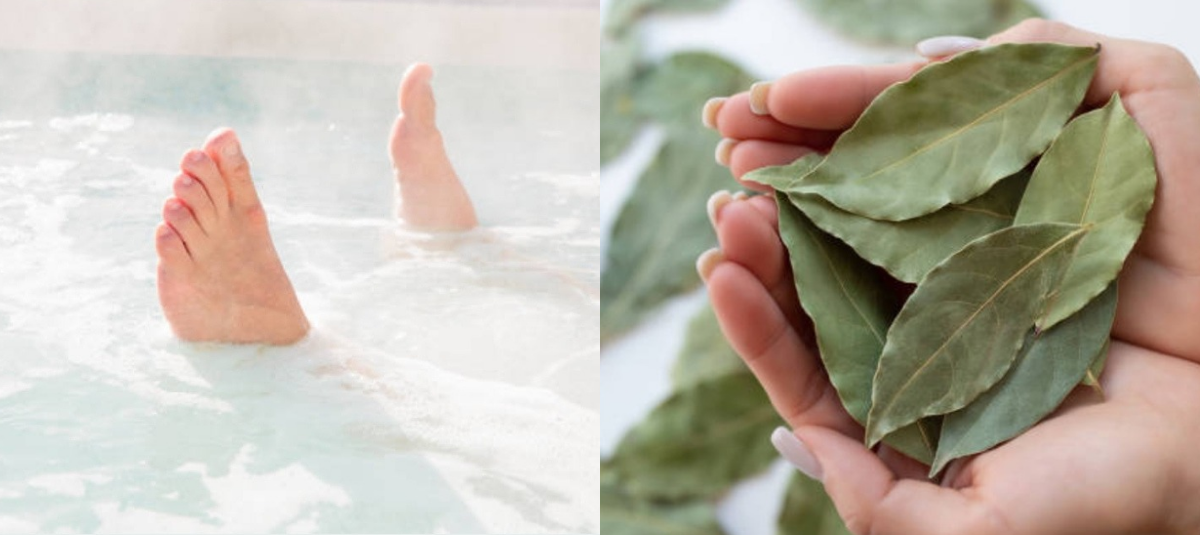 Las hojas de laurel contienen compuestos antioxidantes, antiinflamatorios y antimicrobianos.