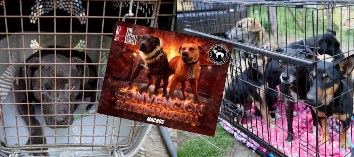 Desmantelan convencion de perros en La Calera, Cundinamarca