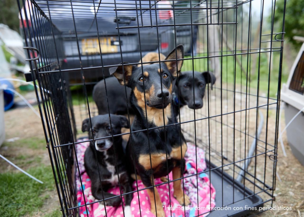 Policía desarticula red transnacional de peleas clandestinas de perros en La Calera
