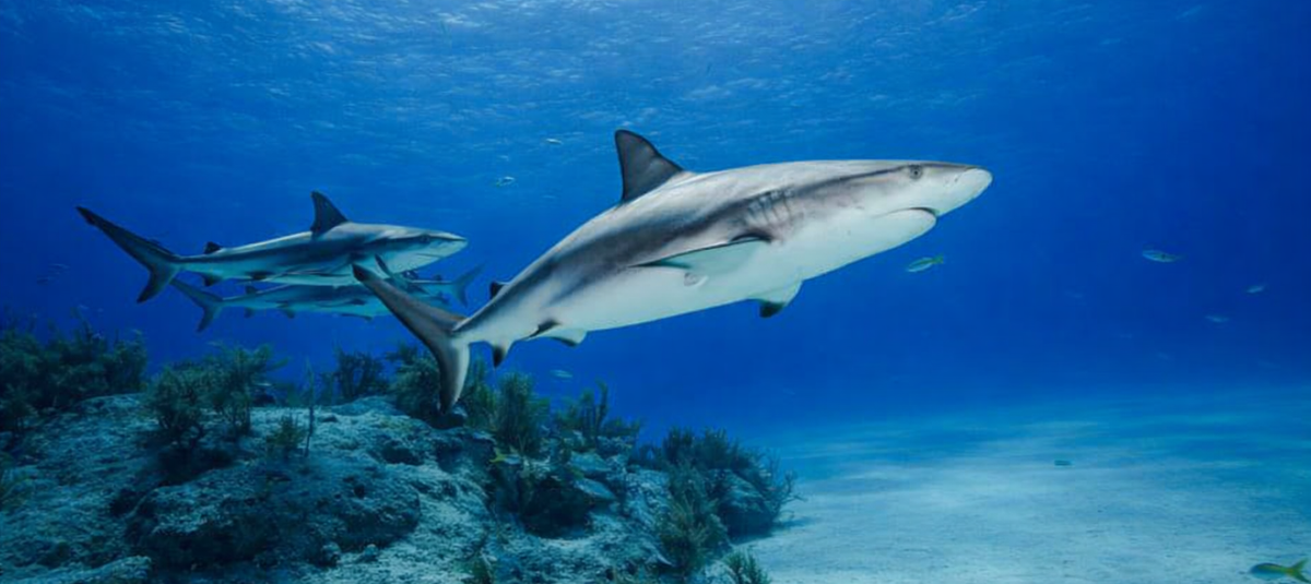 Tiburones drogas