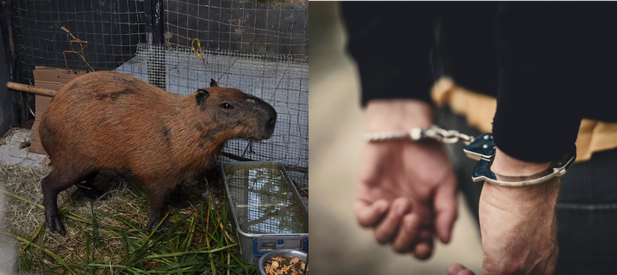 Capibara