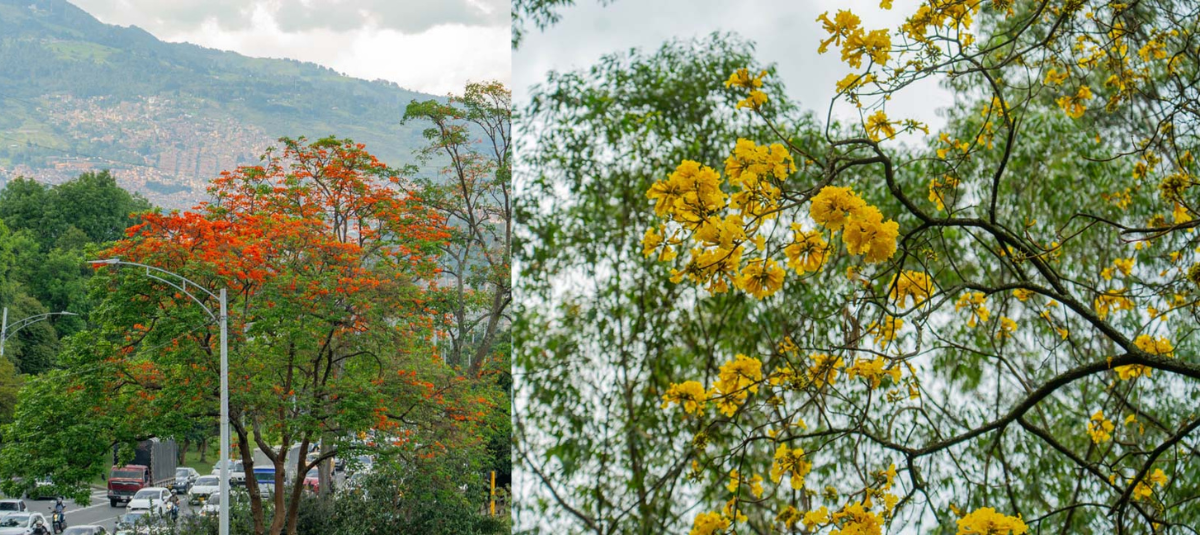 Árboles Medellín