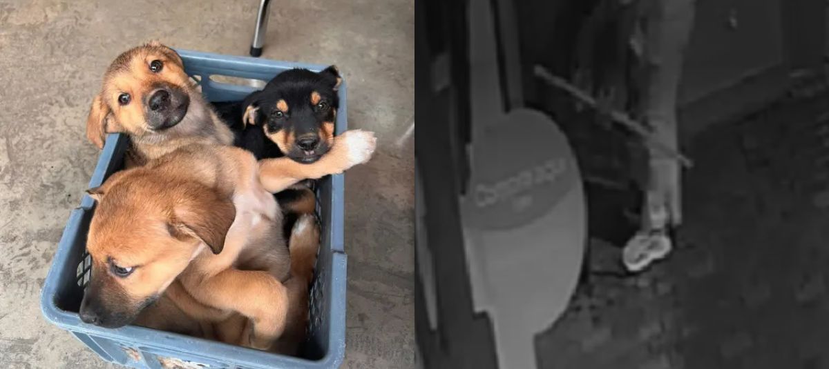 Perritos abandonados en Antioquia