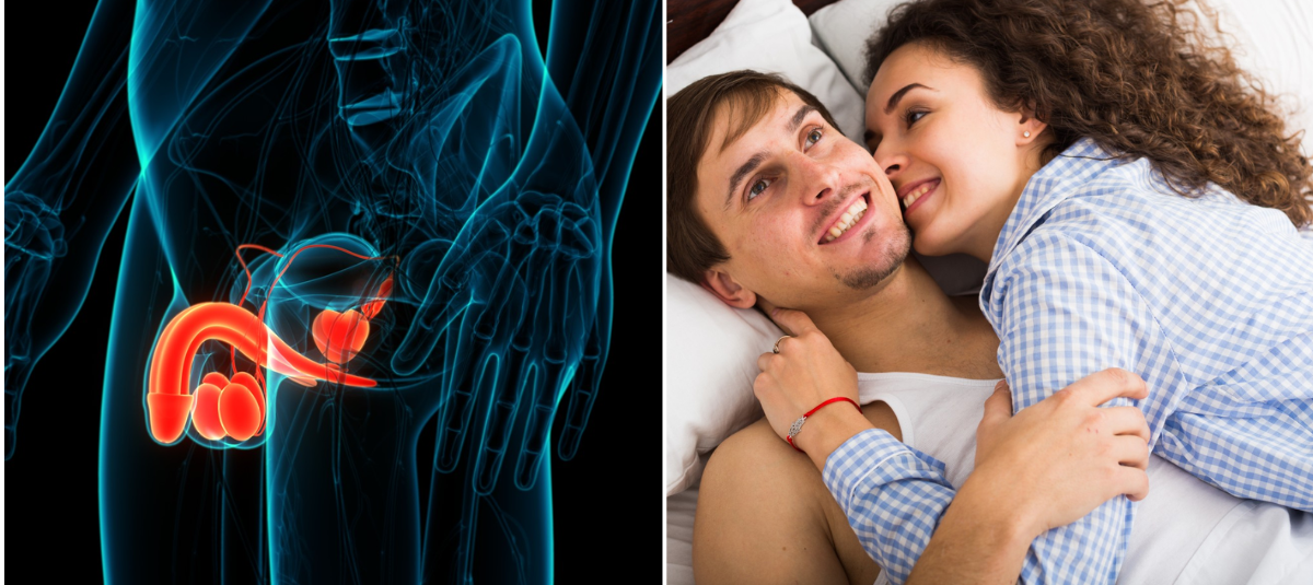 Cercetările oferă noi dovezi cu privire la anatomia senzorială a penisului