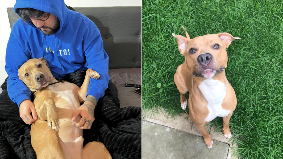 Murió Magnus, el perro de Camilo Triana