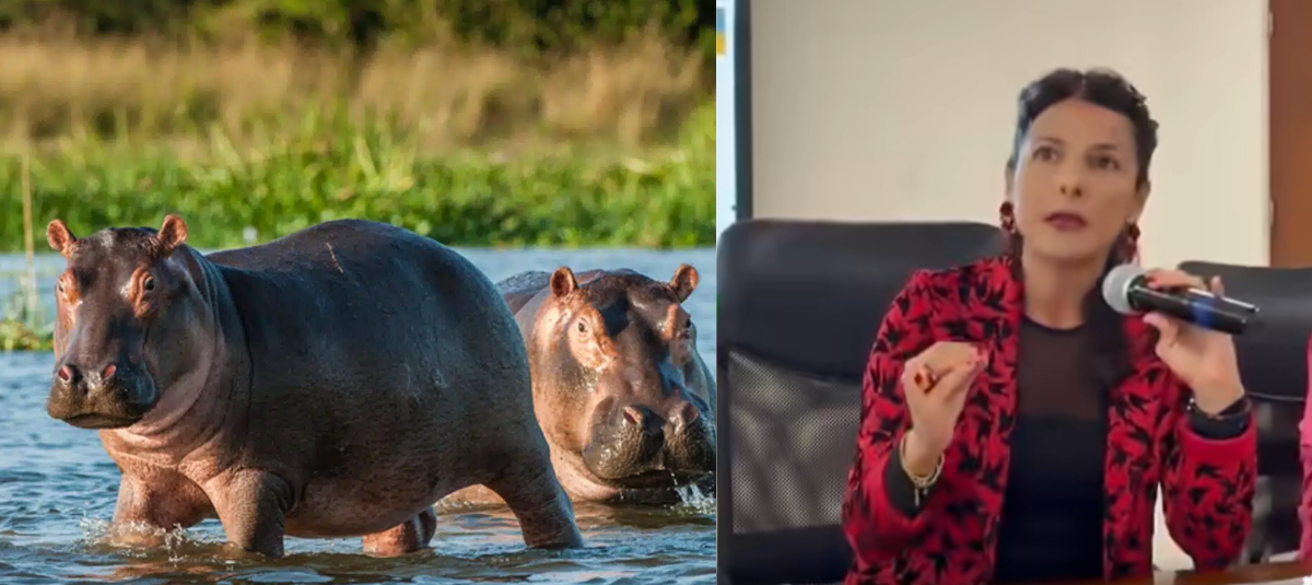 Hipopótamos en el Magdalena Medio, una especie invasora en expansión.