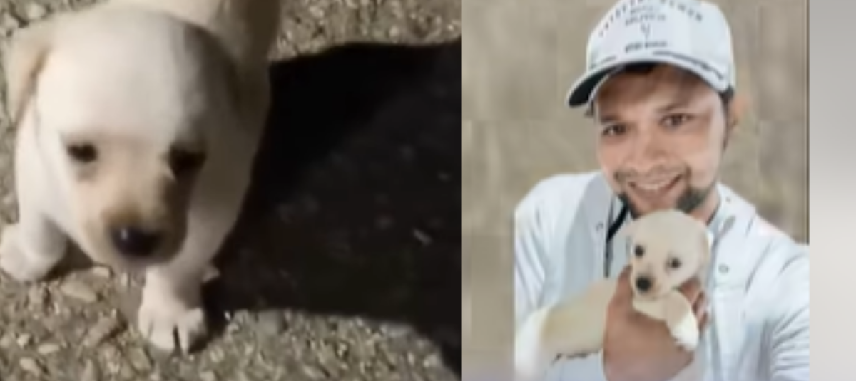 El perrito en condición de abandono en plena vía pública.