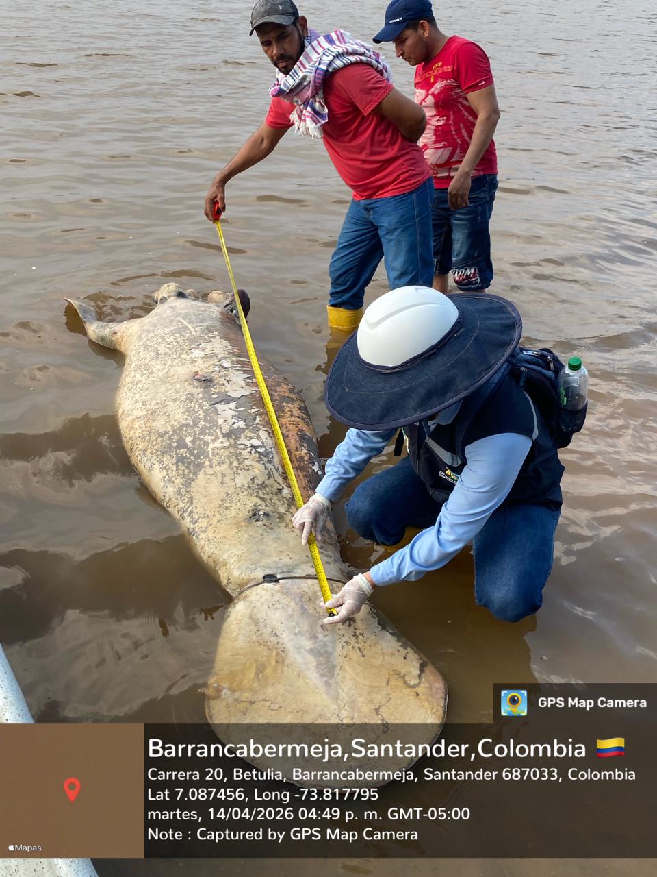 Manatí muerto en Barrancabermeja