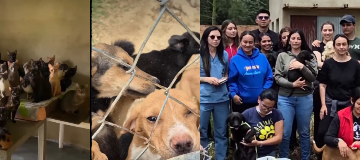 Animales rescatados en condiciones críticas en Boyacá.