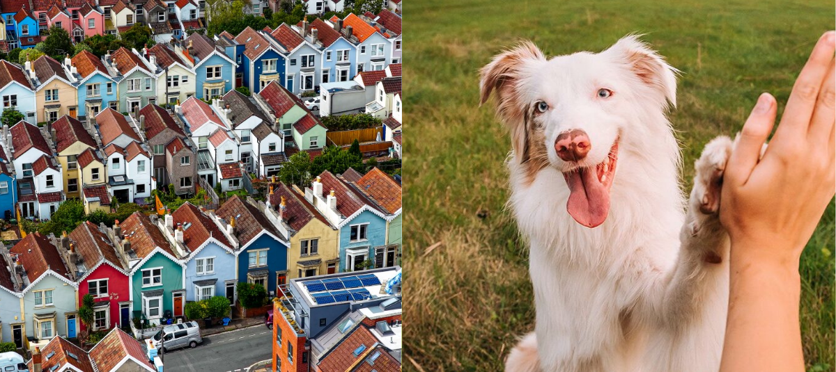 Ofertă de muncă care promite un salariu mare pentru îngrijirea unui câine.