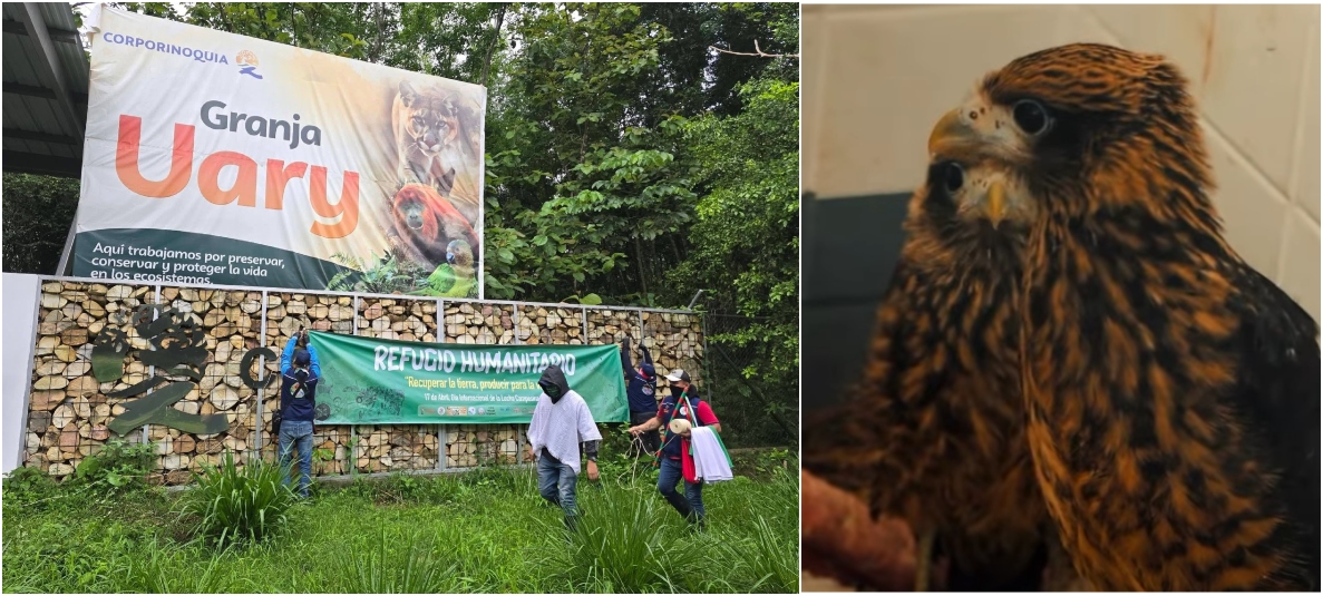 Muere dos aves silvestres en hogar de fauna de Yopal, tras ocupación de organización indígena 'Congreso de los Pueblos’.