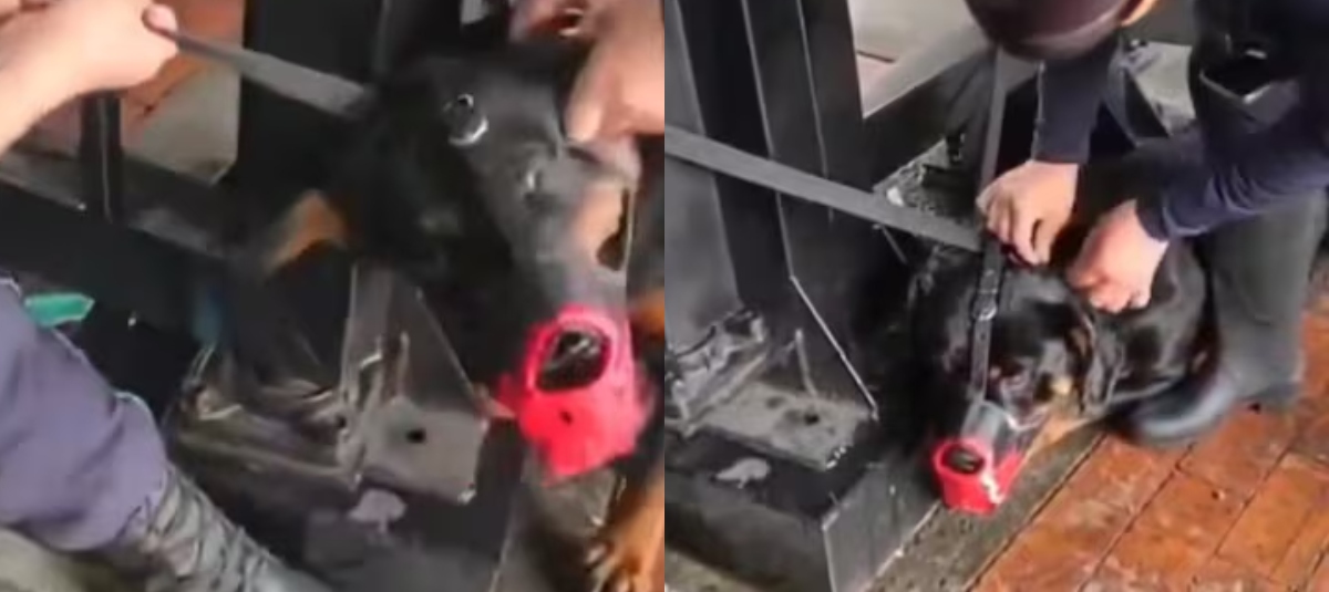 Perrito maltratado en el Portal 20 de Julio.