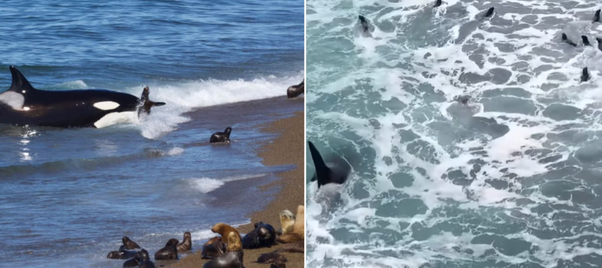 Orcas cazando a crías de lobos marinos.